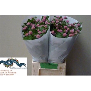Gomph Gl Ov Rose