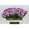 Dianthus Br Amazon Rose Magic