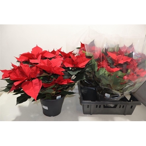 Euphor P Gran Italia