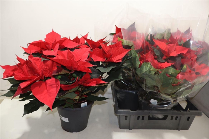 Euphor P Gran Italia