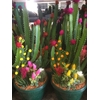 Arrangementen Cactus H%