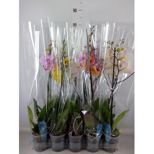 Phalaenopsis   ...mix  5
