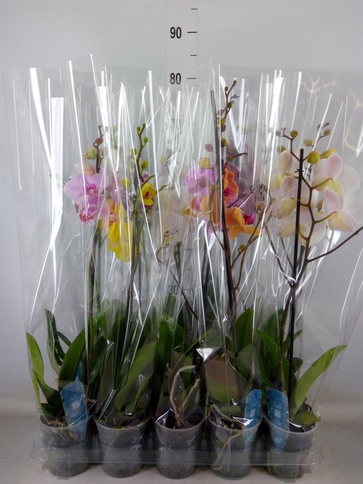 <h4>Phalaenopsis   ...mix  5</h4>