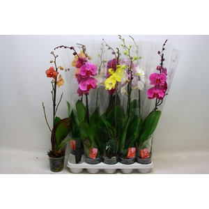 PHAL GEM