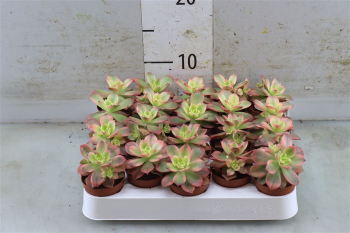 <h4>Aeonium Kiwi</h4>