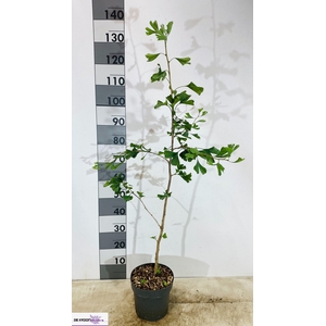 GINKGO BILOBA