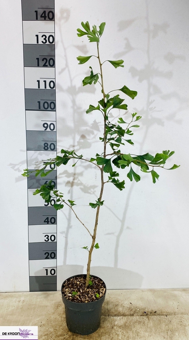 <h4>GINKGO BILOBA</h4>