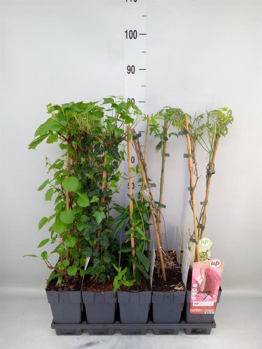 <h4>Klimplanten   ...</h4>