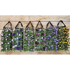 Perkplanten   ...sorted   [Bedding]