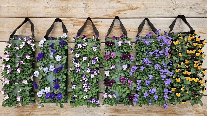 <h4>Perkplanten   ...sorted   [Bedding]</h4>