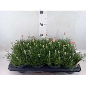 Rhodanthemum hosm. 'Zagora Orange'