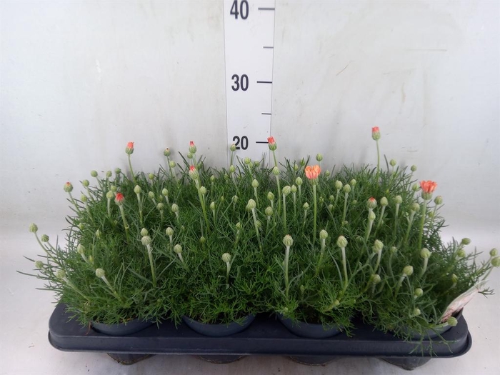 <h4>Rhodanthemum hosm. 'Zagora Orange'</h4>