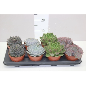 Echeveria Gemengd