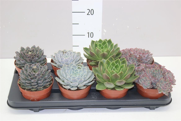 Echeveria Gemengd