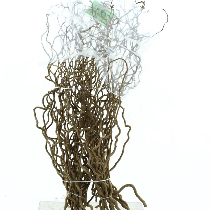 <h4>Coryl Av Contorta</h4>