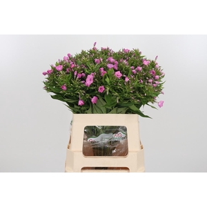 Phlox P Lollipink
