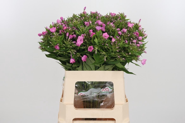 <h4>Phlox P Lollipink</h4>