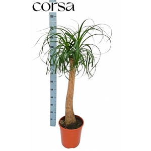 BEAUCARNEA RECUR