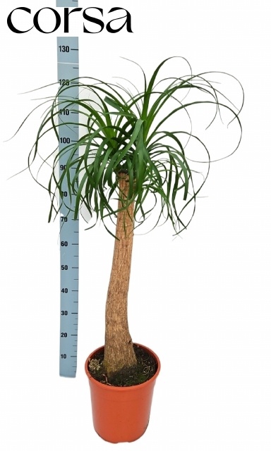 <h4>BEAUCARNEA RECUR</h4>