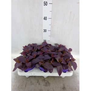 Tradescantia   ...