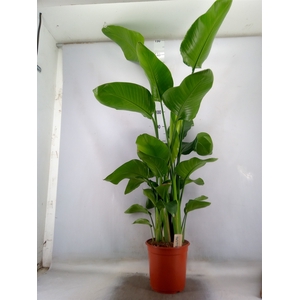 Strelitzia nicolai