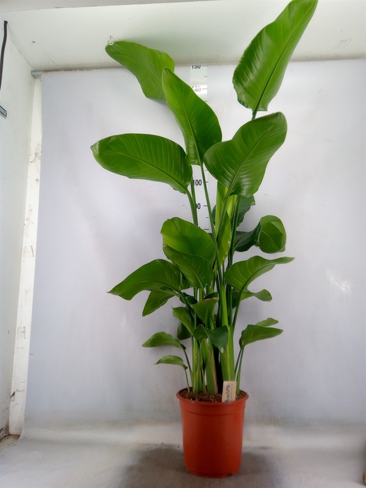 <h4>Strelitzia nicolai</h4>