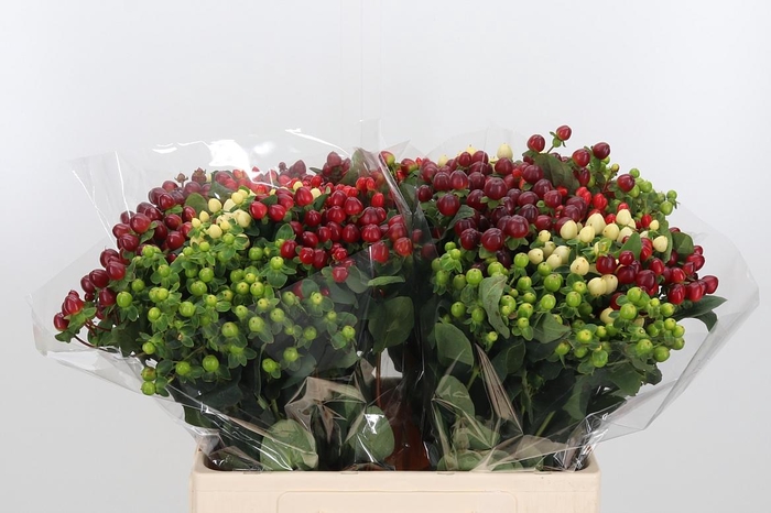 <h4>Hypericum Mix</h4>