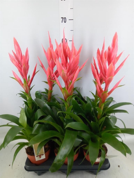 <h4>Tillandsia  'Ziva'</h4>