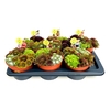 Sempervivum Mix
