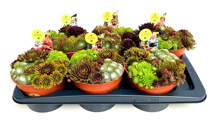Sempervivum Mix
