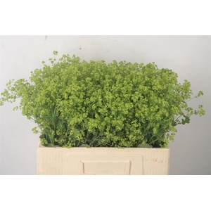 Alchemilla M Robustica