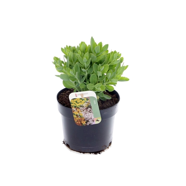 <h4>Sedum Herbstfreude</h4>