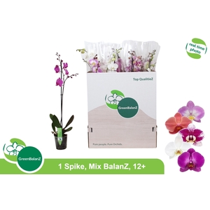 PHAL GEM