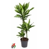 Dracaena Cintho