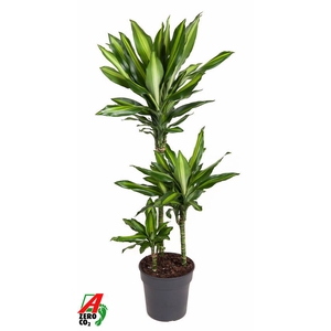 Dracaena Cintho