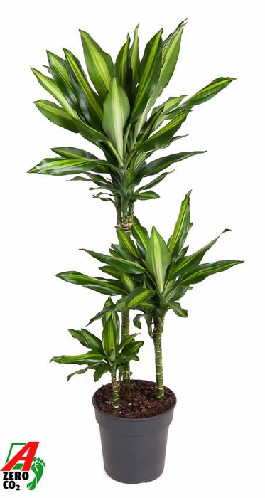 Dracaena Cintho