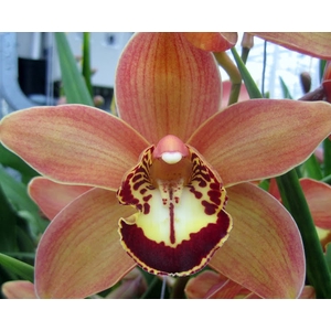 Cymbidium Charly Brown 60 cm X12 Koningshof