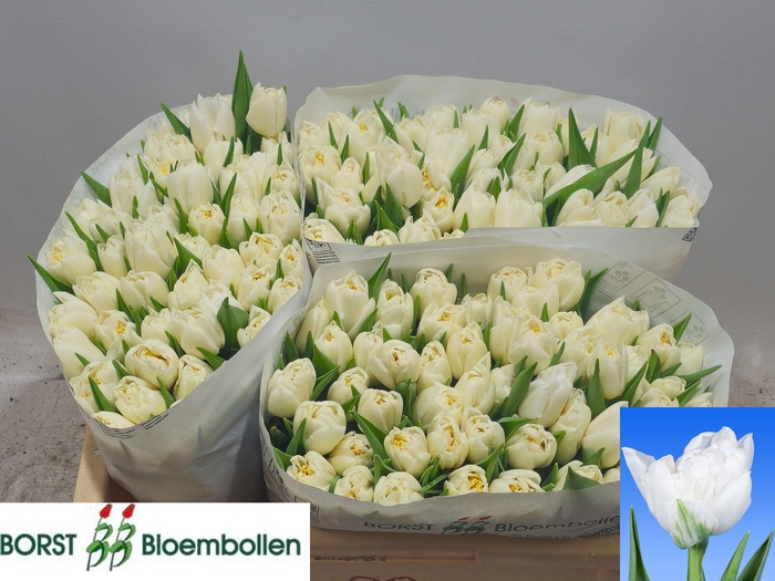 <h4>TU DU GALILEO</h4>