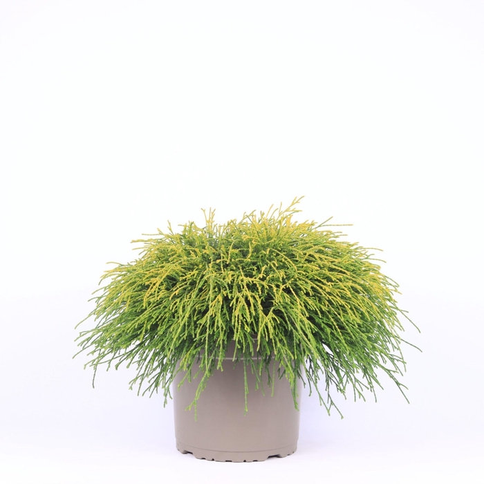 <h4>Chamaecyparis Sungold</h4>