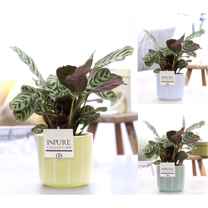 Ctenanthe Burle Marxii in P&PURE Fleur ceramics ass. 3