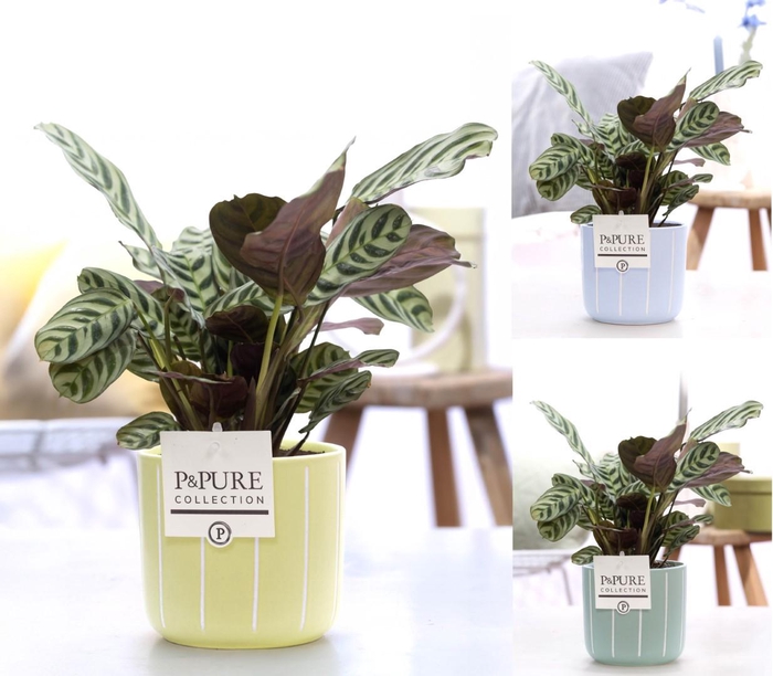 <h4>Ctenanthe Burle Marxii in P&PURE Fleur ceramics ass. 3</h4>