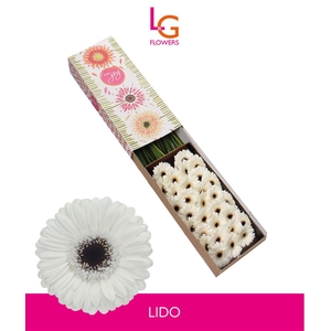 Ge Mi Lido - Fust 614