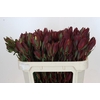 Leucadendron Senorita Spray