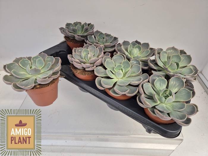 <h4>ECHEV LOTUS</h4>