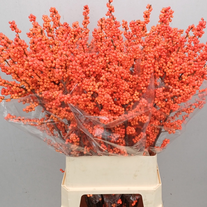 <h4>ILEX VE WINTER GOLD</h4>