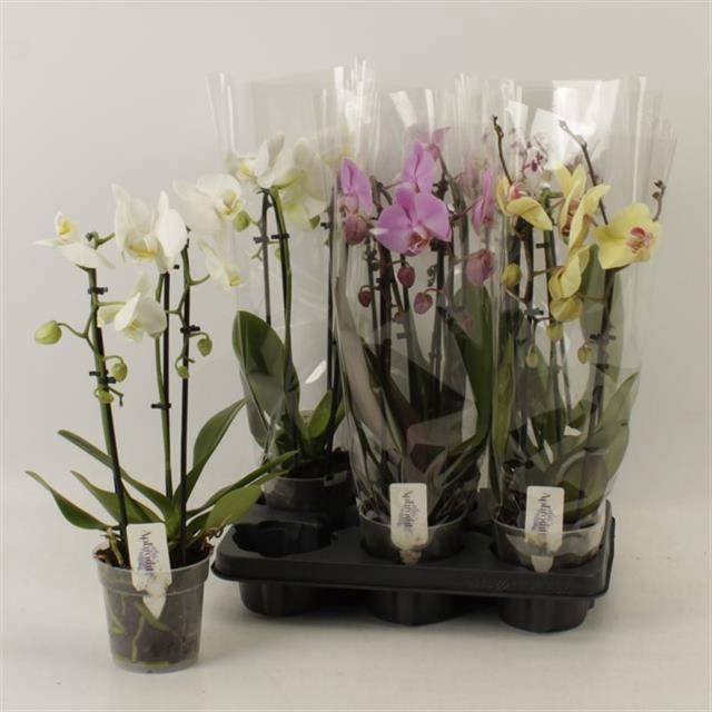 <h4>PHAL EL CASCADE</h4>