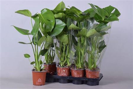 Monstera Deliciosa