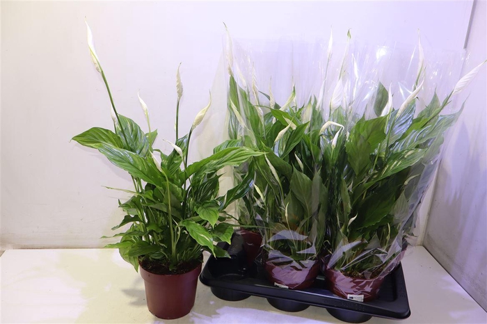 <h4>Spath Torelli</h4>