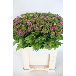 MONARDA BEAUTY COBHA