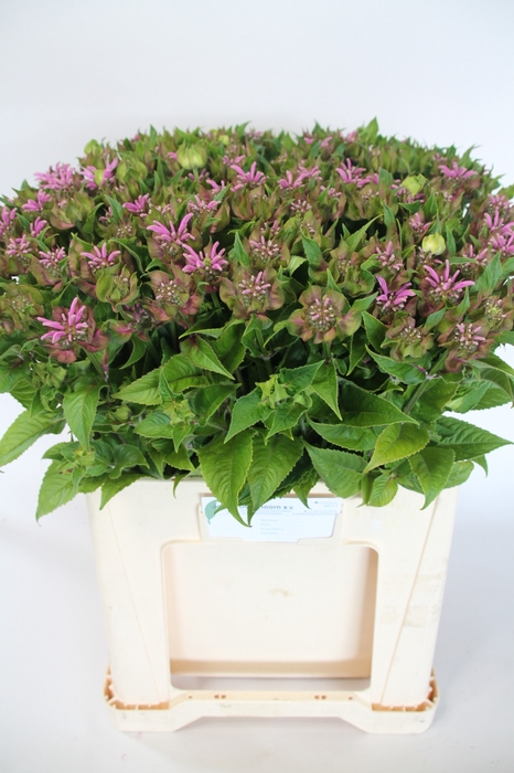 <h4>MONARDA BEAUTY COBHA</h4>